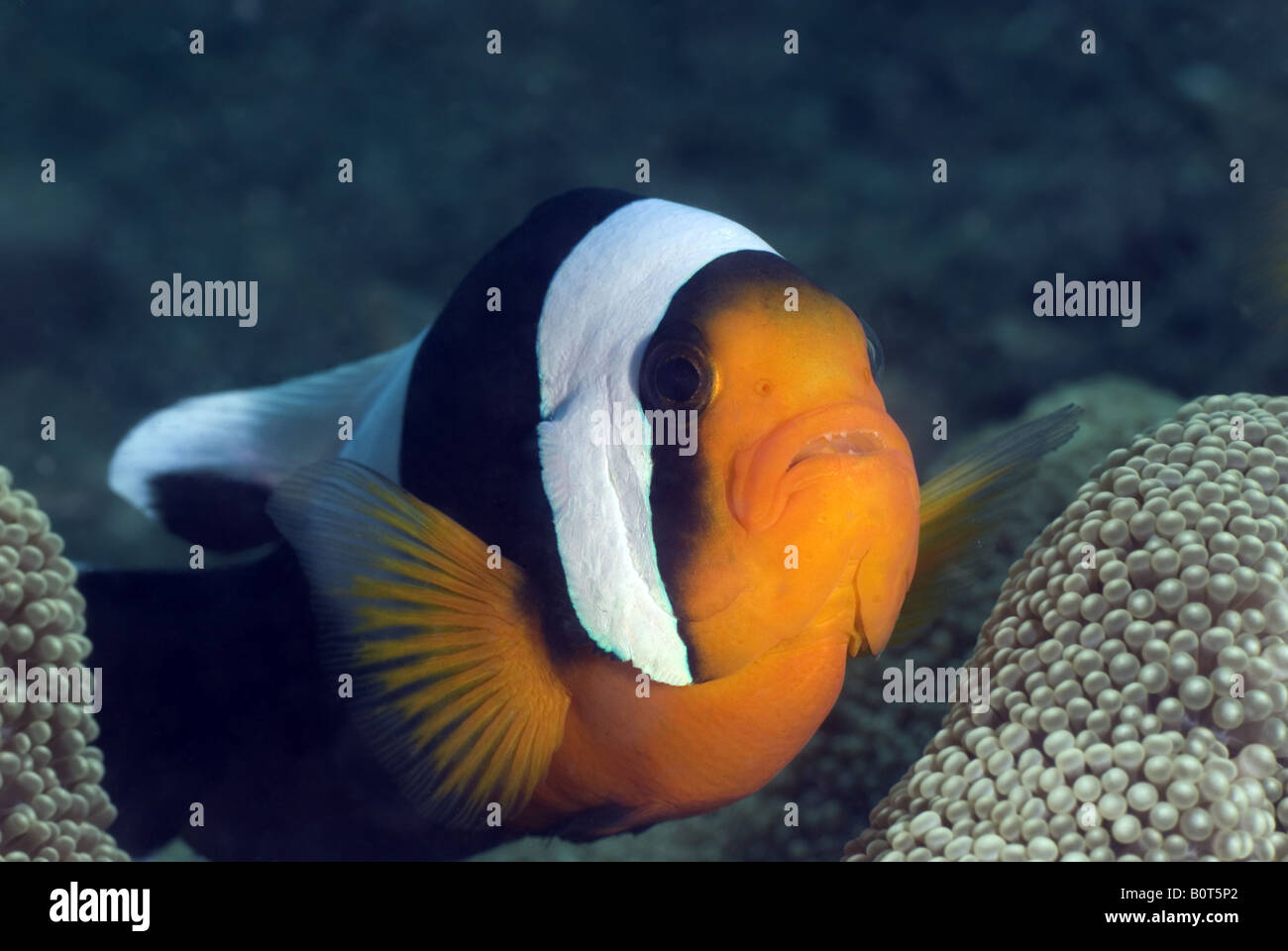 Panda Clownfische in Anemone unter Wasser Stockfoto