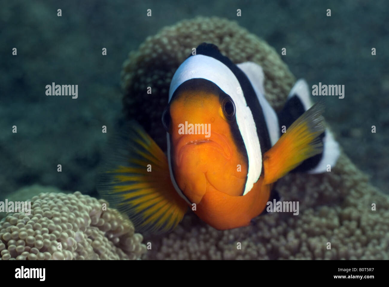 Panda Clownfische in Anemone unter Wasser Stockfoto