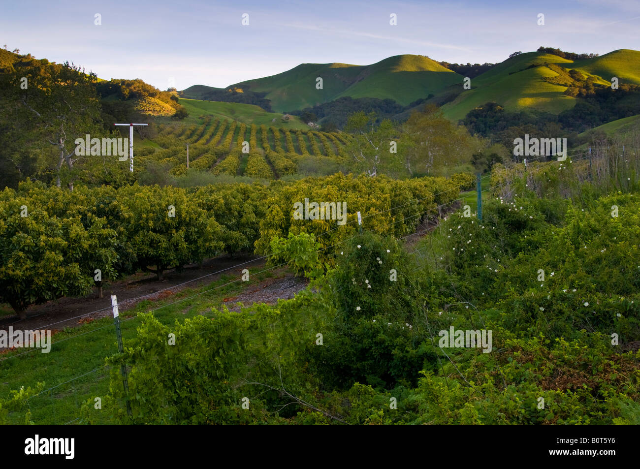 Avocado Obstgarten und grünen Hügeln im Frühjahr Old Creek Road nahe Cayucos Kalifornien Stockfoto