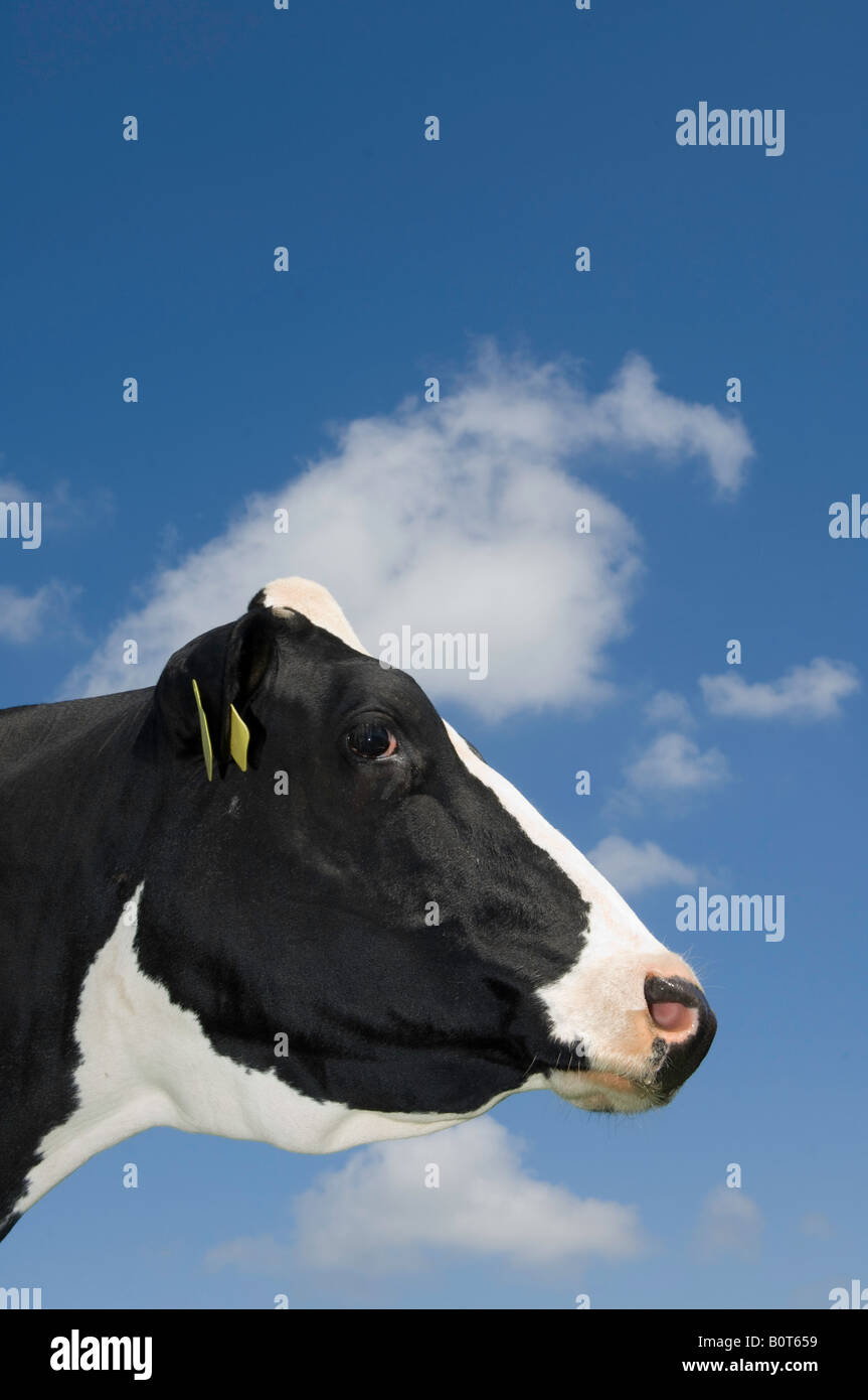Leiter der schwarzen und weißen Holstien Kuh gegen blauen Himmel Cumbria, England Stockfoto