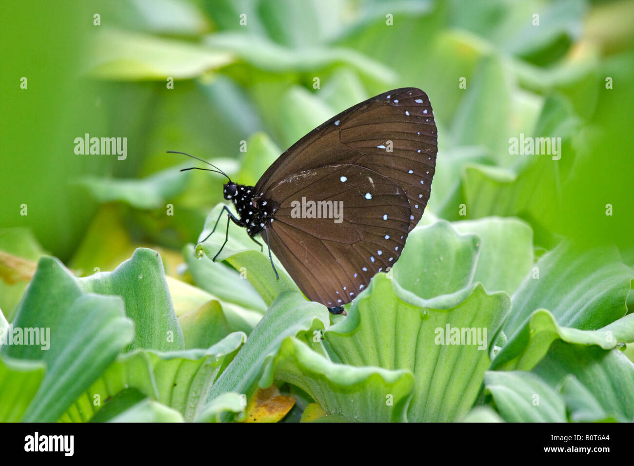 Gestreifte blaue Krähe Schmetterling Eupolea mulciber Stockfoto