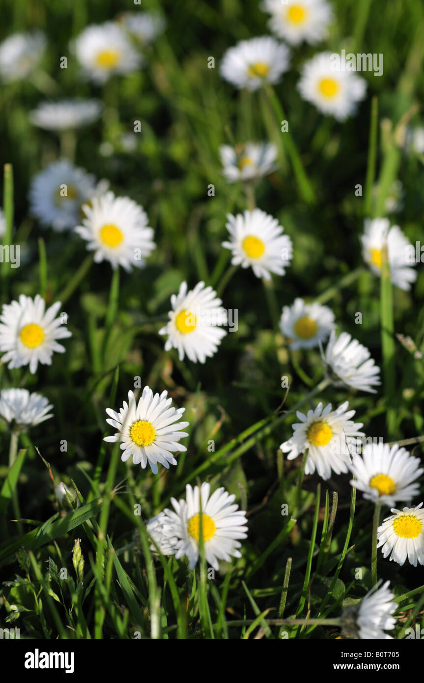 Bellis Perennis gemeinsame Gänseblümchen in Wiesen in UK gefunden Stockfoto