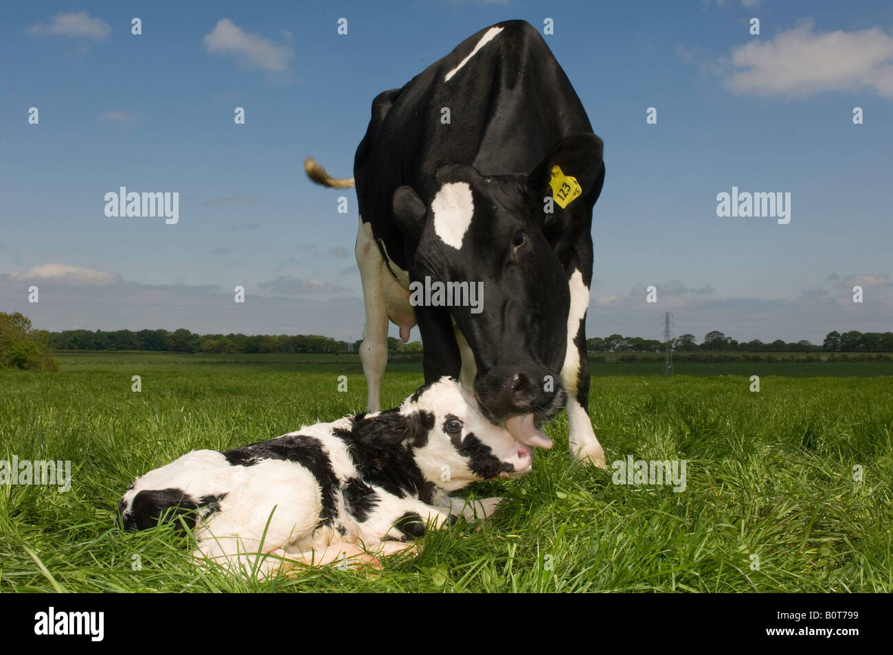 Holstein Kühe mit Neugeborenen Kalb im Feld Carlisle Cumbria Stockfoto