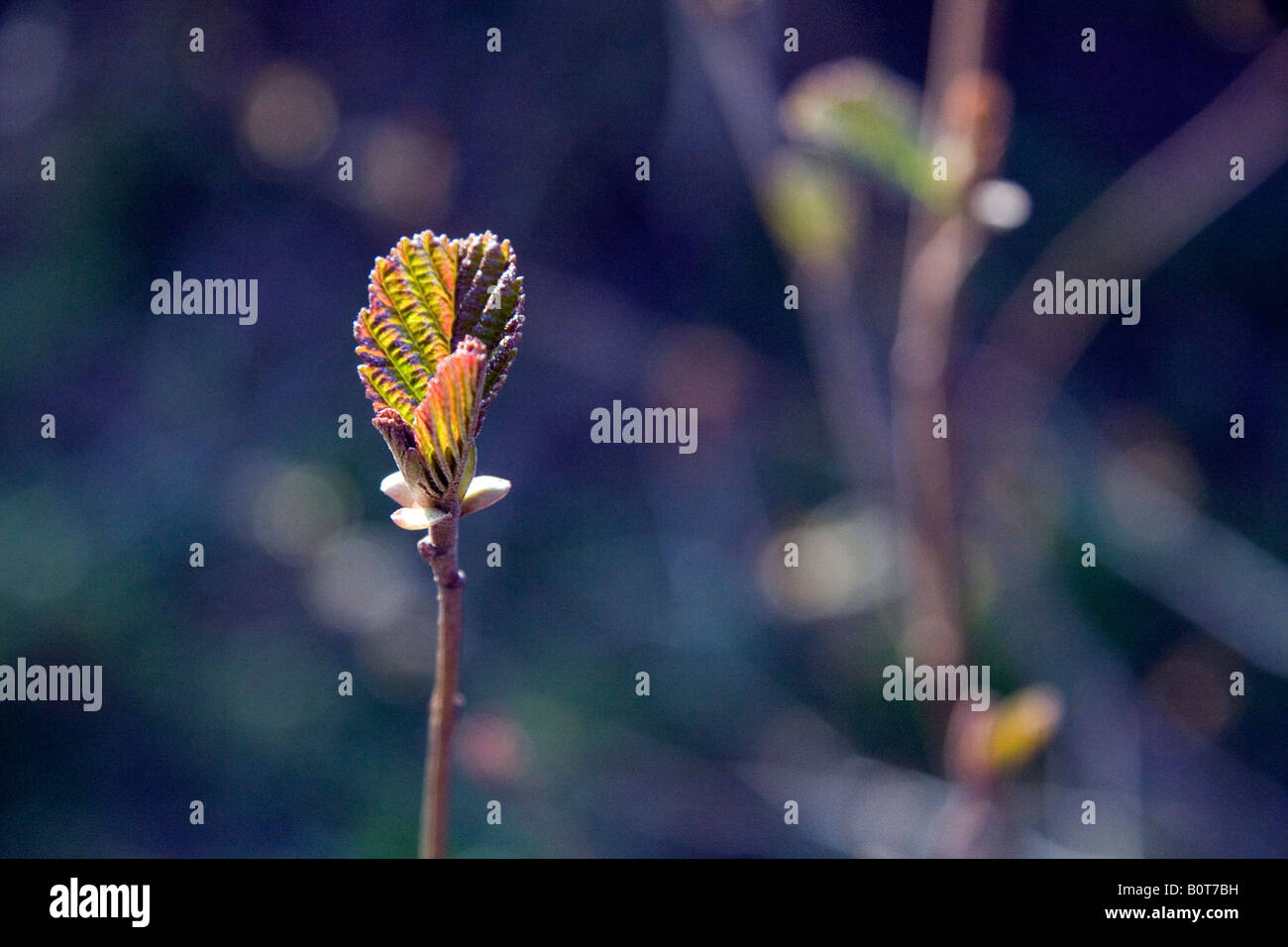 Alder Blätter im Frühling Gegenlicht (Alnus Glutinosa) Stockfoto