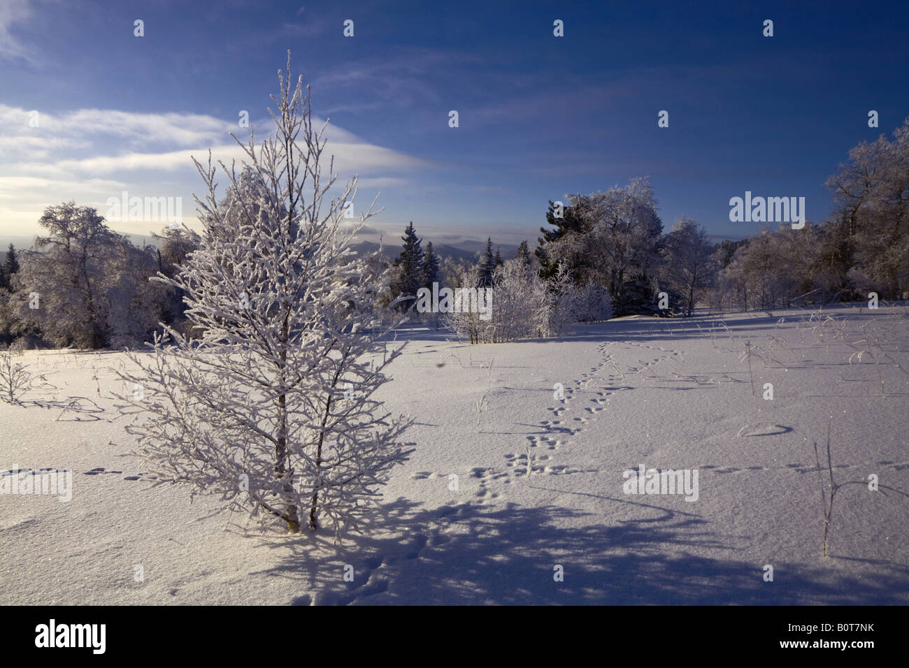 Schnee-bedeckten Baum und Hase Spur Stockfoto
