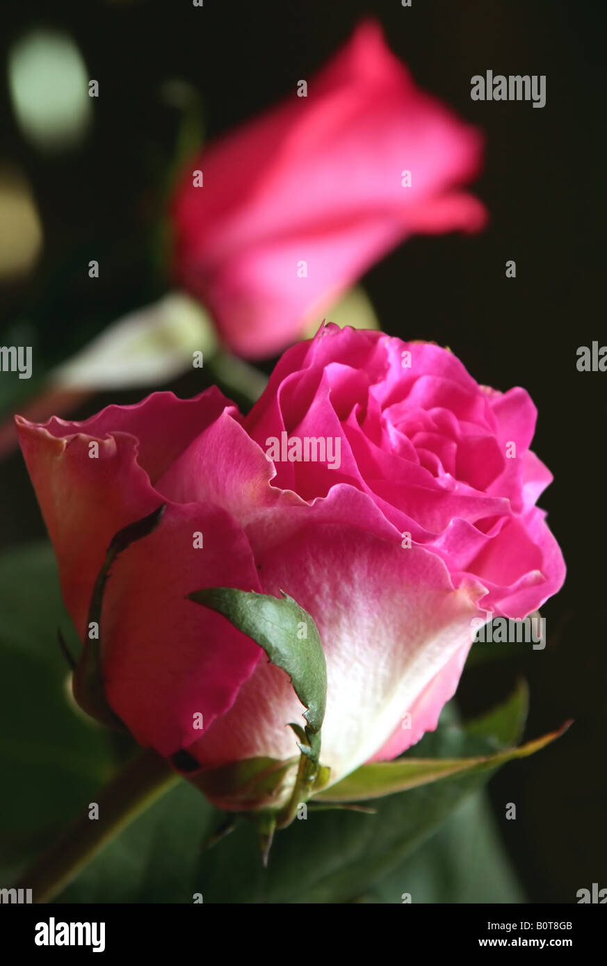 Rosa Blume rose Detail auf schwarzem Hintergrund Stockfoto
