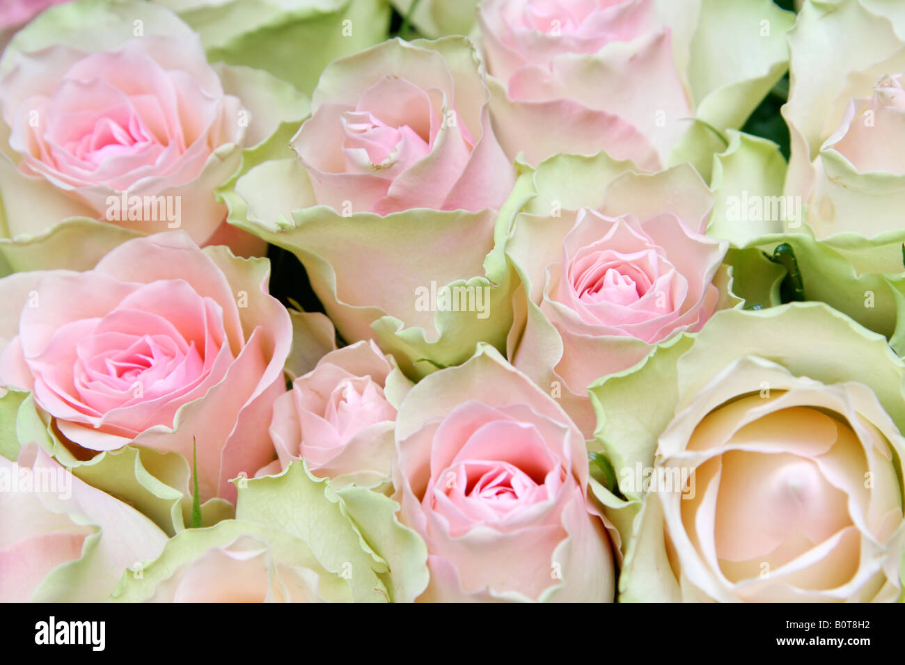 Blume rosa grüne rose Detail Hintergrund Stockfoto