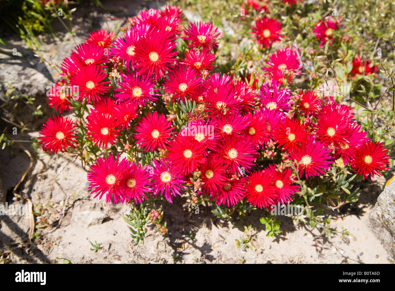Rote Blumen. Mesembryanthemum wächst in einem heißen sonnigen Steingarten an der Küste von Dorset. UK Stockfoto