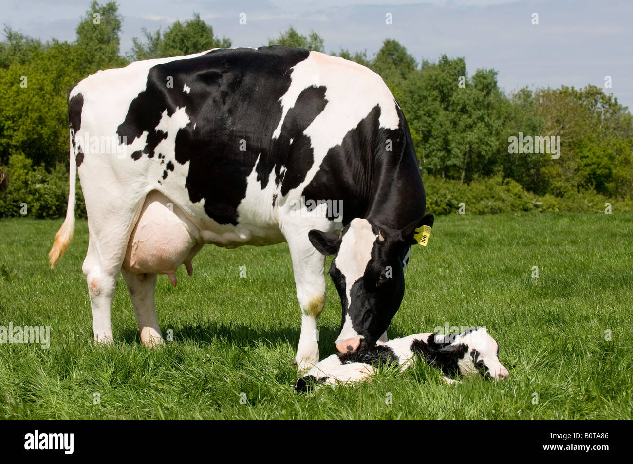 Holstein Kühe mit Neugeborenen Kalb im Feld Carlisle Cumbria Stockfoto