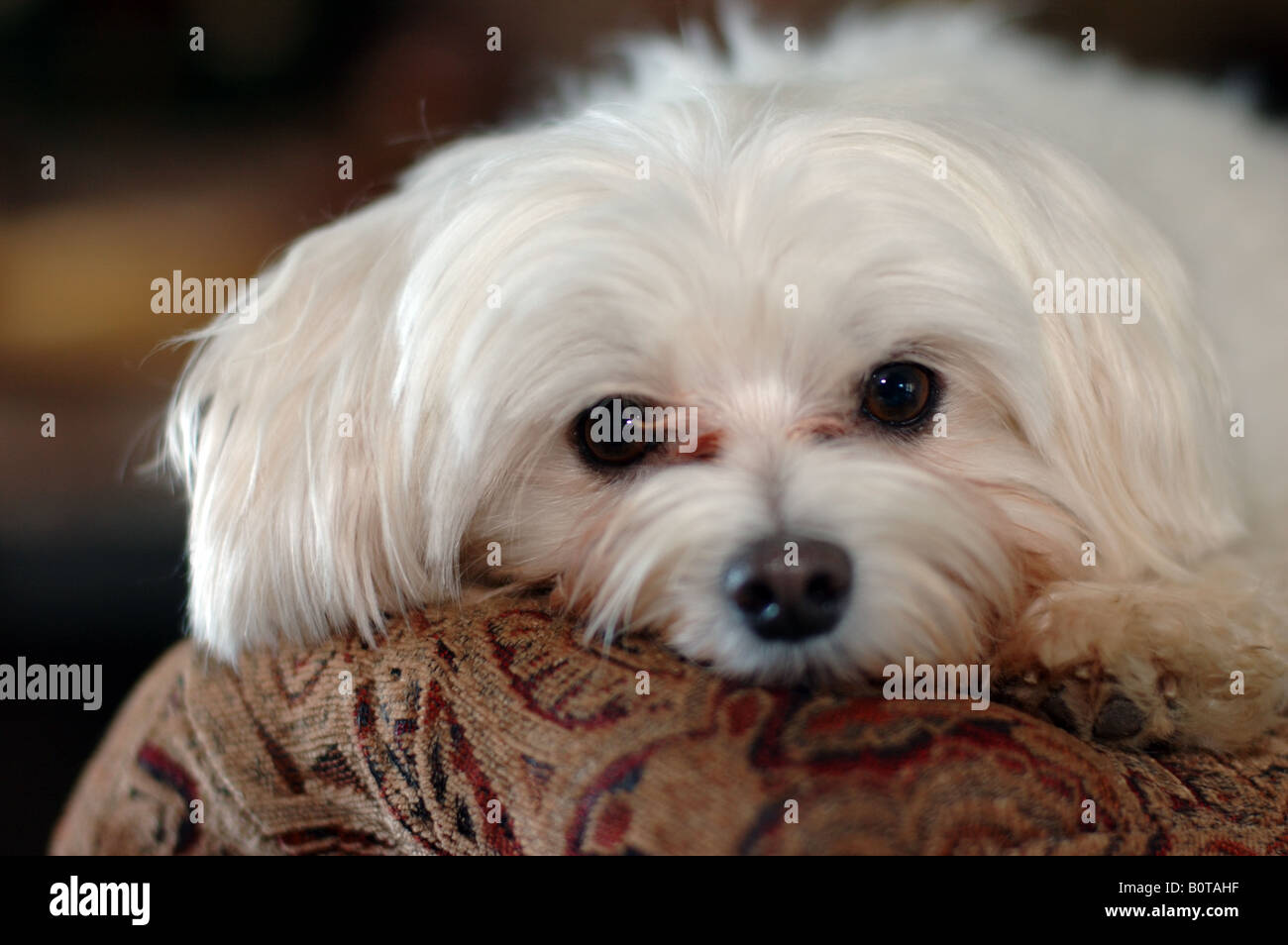 Porträt, das Gesicht des einen Malteser (Hund). Stockfoto