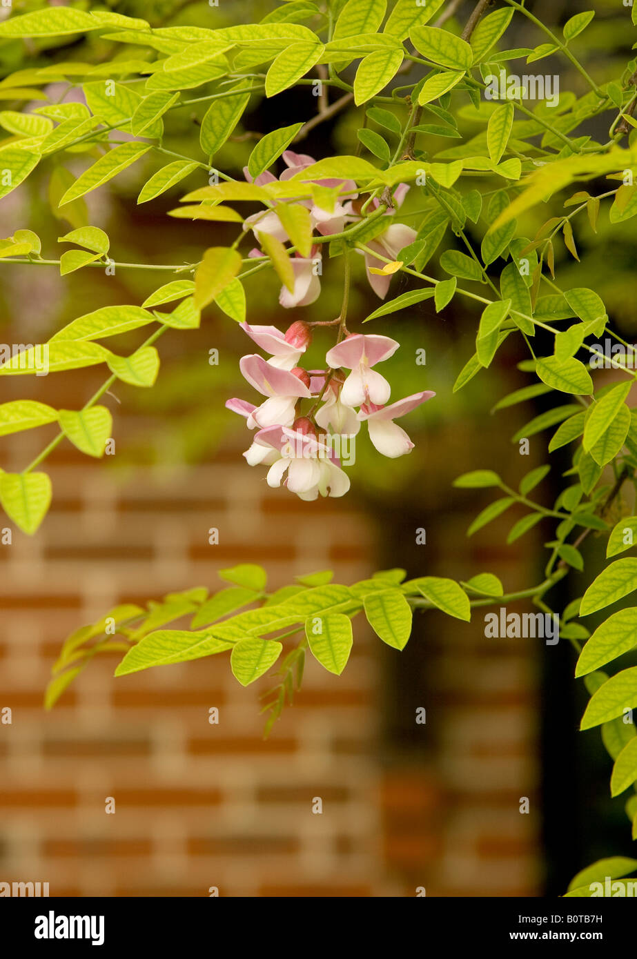 Rosa Blüten und neuen Federblättern der Robinie Baum Robinia Pseudoacacia Decaisneana gegen eine Mauer Stockfoto