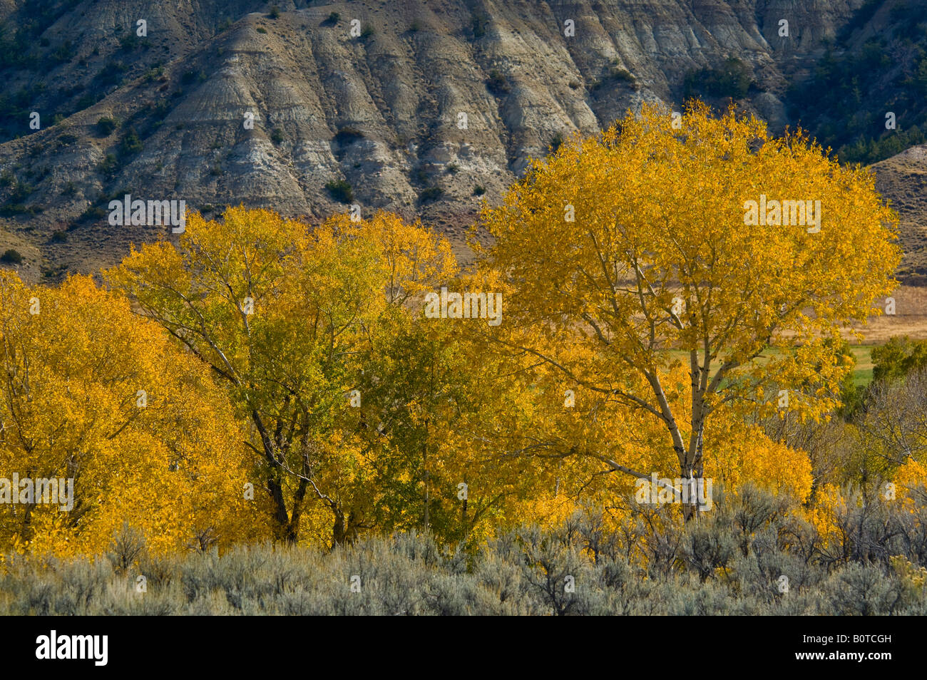 Farben des Herbstes auf Bäumen unter Butte entlang malerischen Staat Route 120 in der Nähe von Cody Wyoming Stockfoto