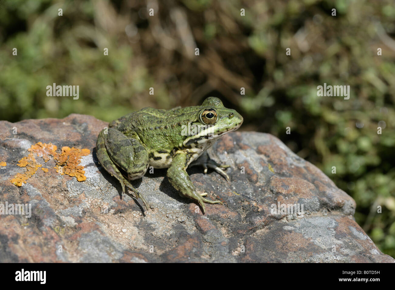 Iberische Marsh Frog Rana Perezi Spanien Stockfoto