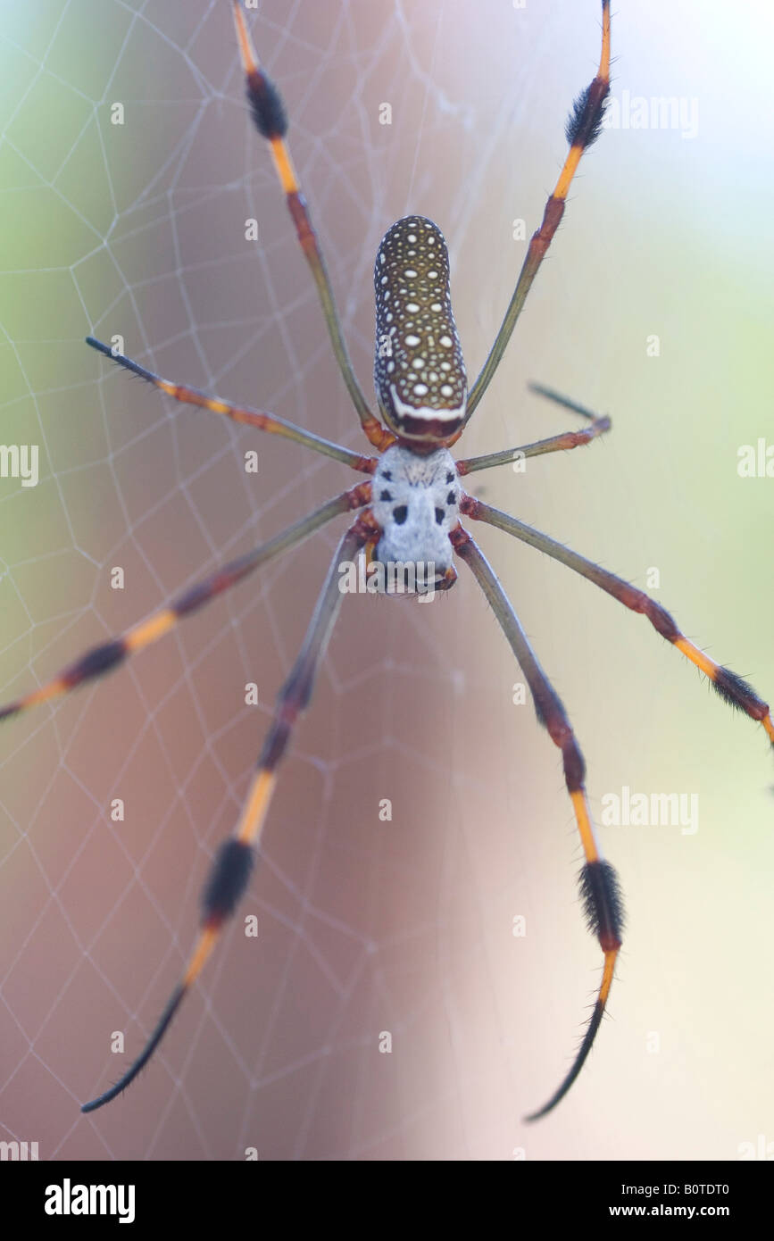 Jamaikanische Bananenspinne Stockfoto