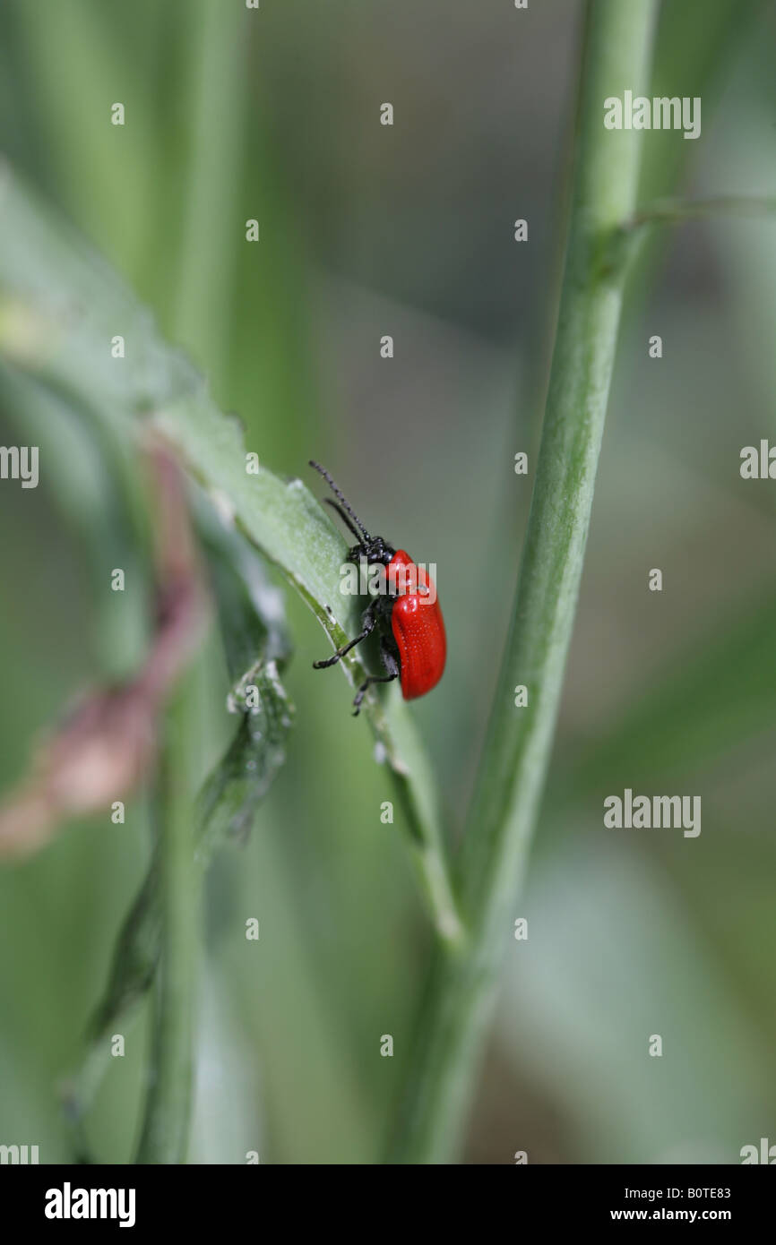 Roter Kardinal Käfer, Pyrochroa Coccinea, Pyrochroidae, eine Kletterpflanze Stengel in einen Garten Cheshire, England Stockfoto