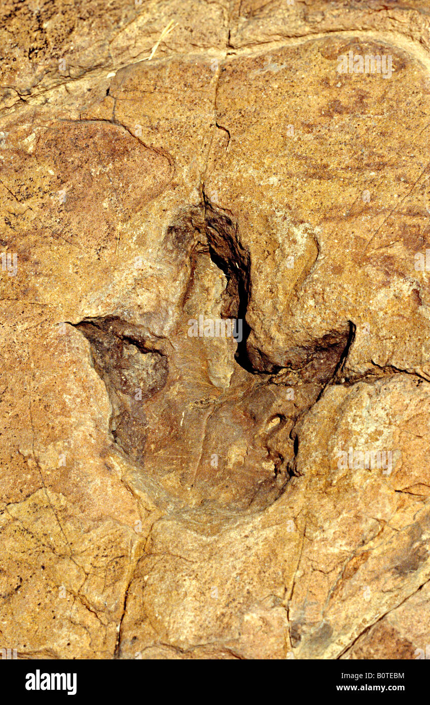 Versteinerten Dinosaurier-Fußabdruck, Otjihaenamaparero, Namibia Stockfoto