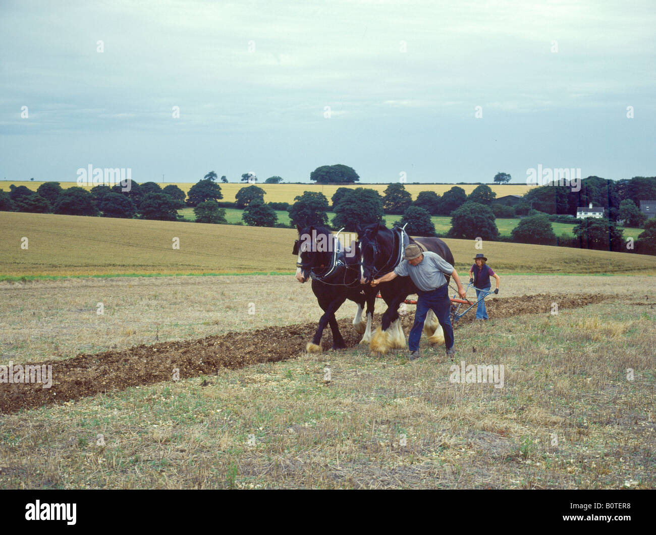 Pflüger und weibliche Auszubildende arbeiten mit Shire Horses auf einem Bauernhof in der Lincolnshire Wolds England Stockfoto