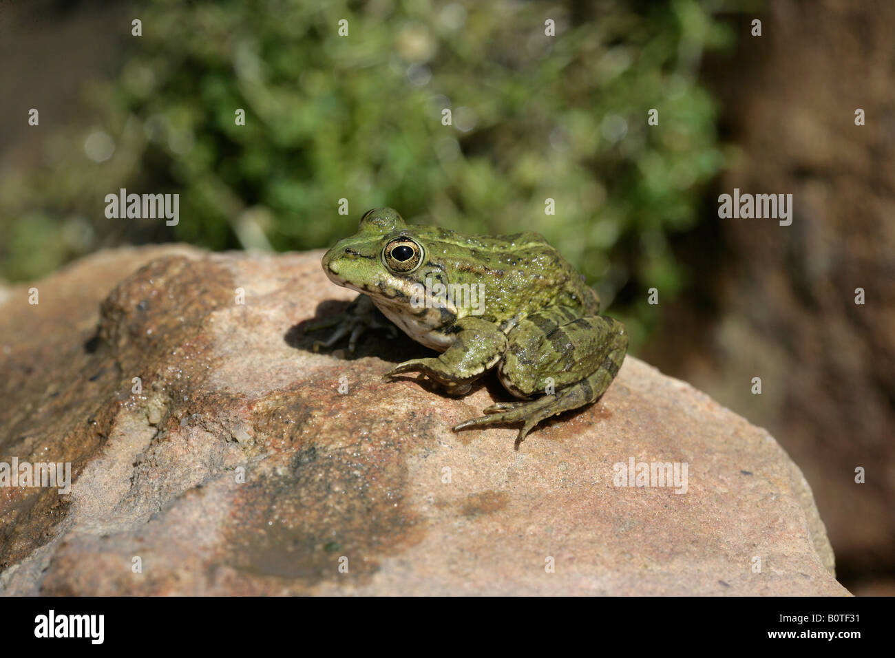Iberische Marsh Frog Rana Perezi Spanien Stockfoto
