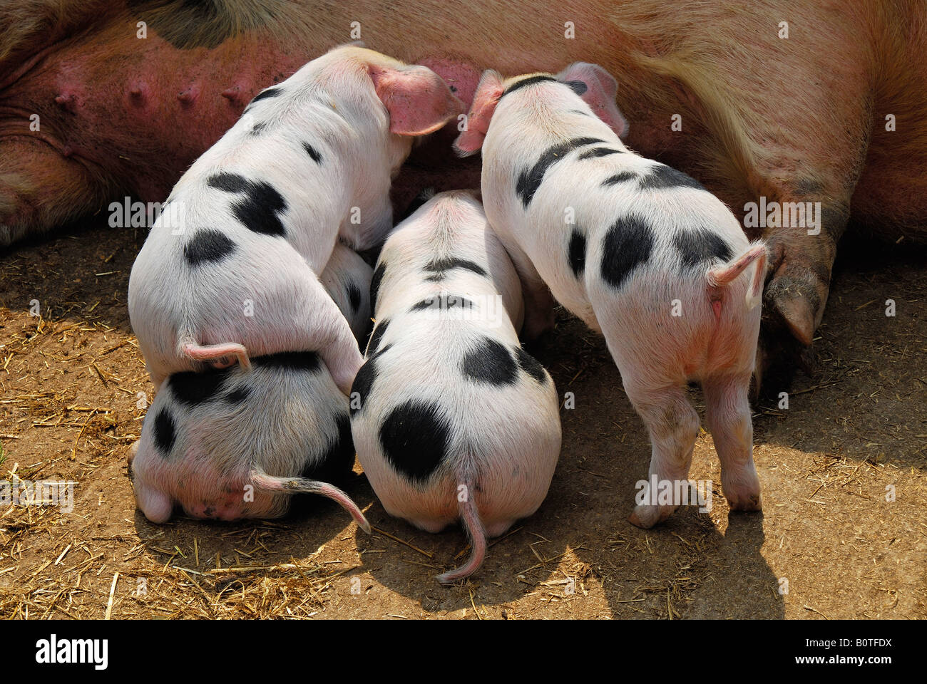 Vier alte Spot Gloucester Ferkel füttern. VEREINIGTES KÖNIGREICH. Stockfoto