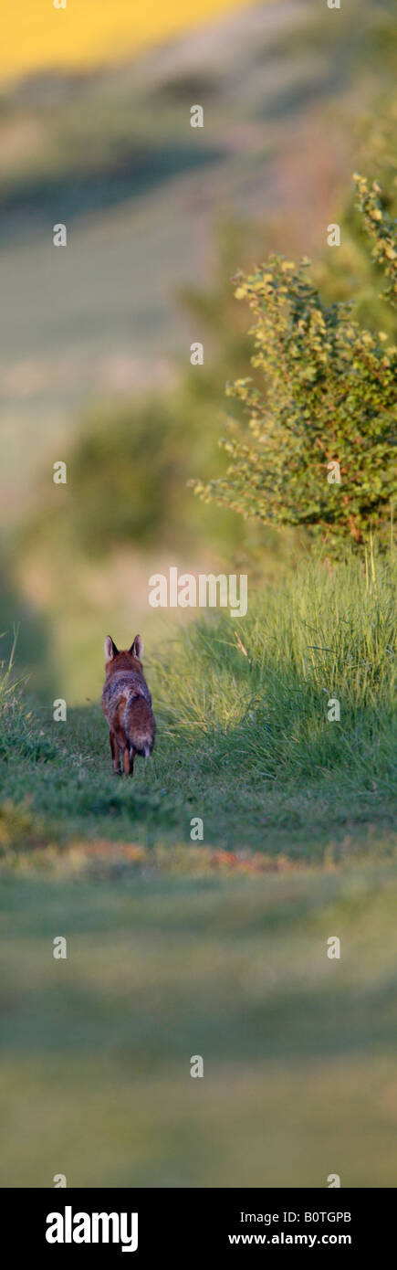 Rotfuchs Vulpes Vulpes Bauernhof hinunter verfolgen im frühen Abendlicht Sutton Bedfordshire Stockfoto