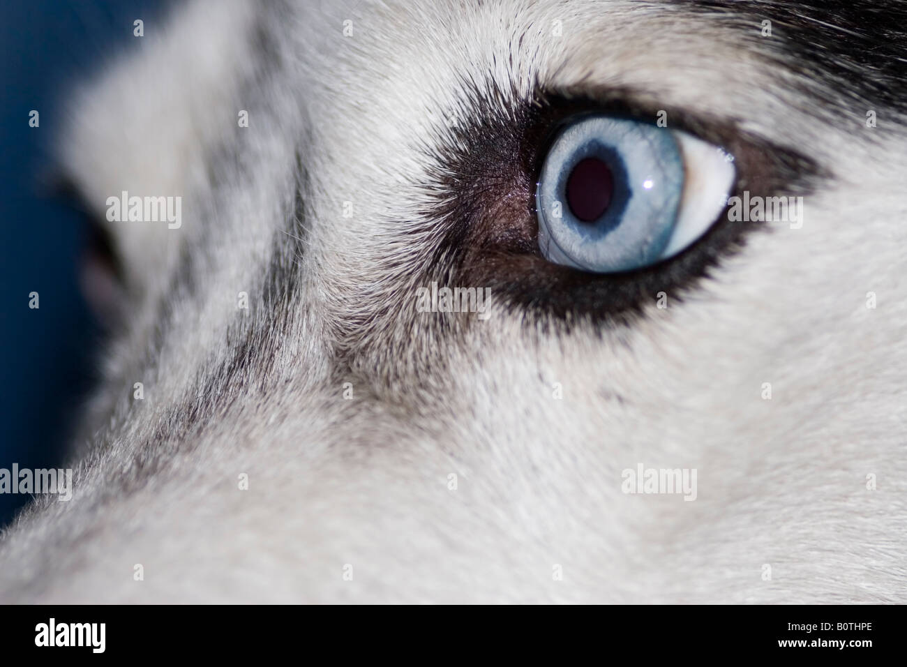 Nahaufnahme von Siberian Husky blau Auge Stockfoto