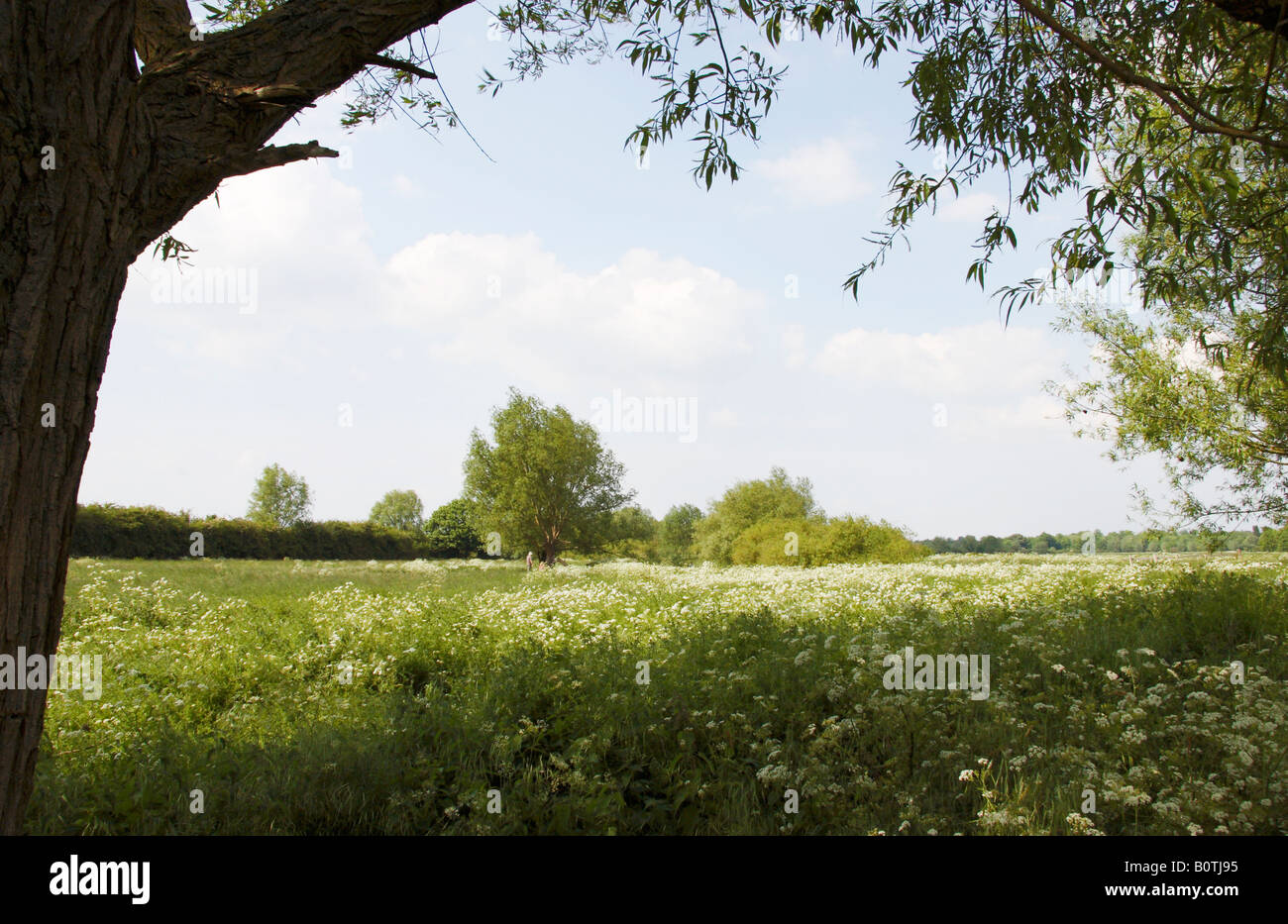 Grantchester Meadows, in der Nähe von Cambridge. Stockfoto