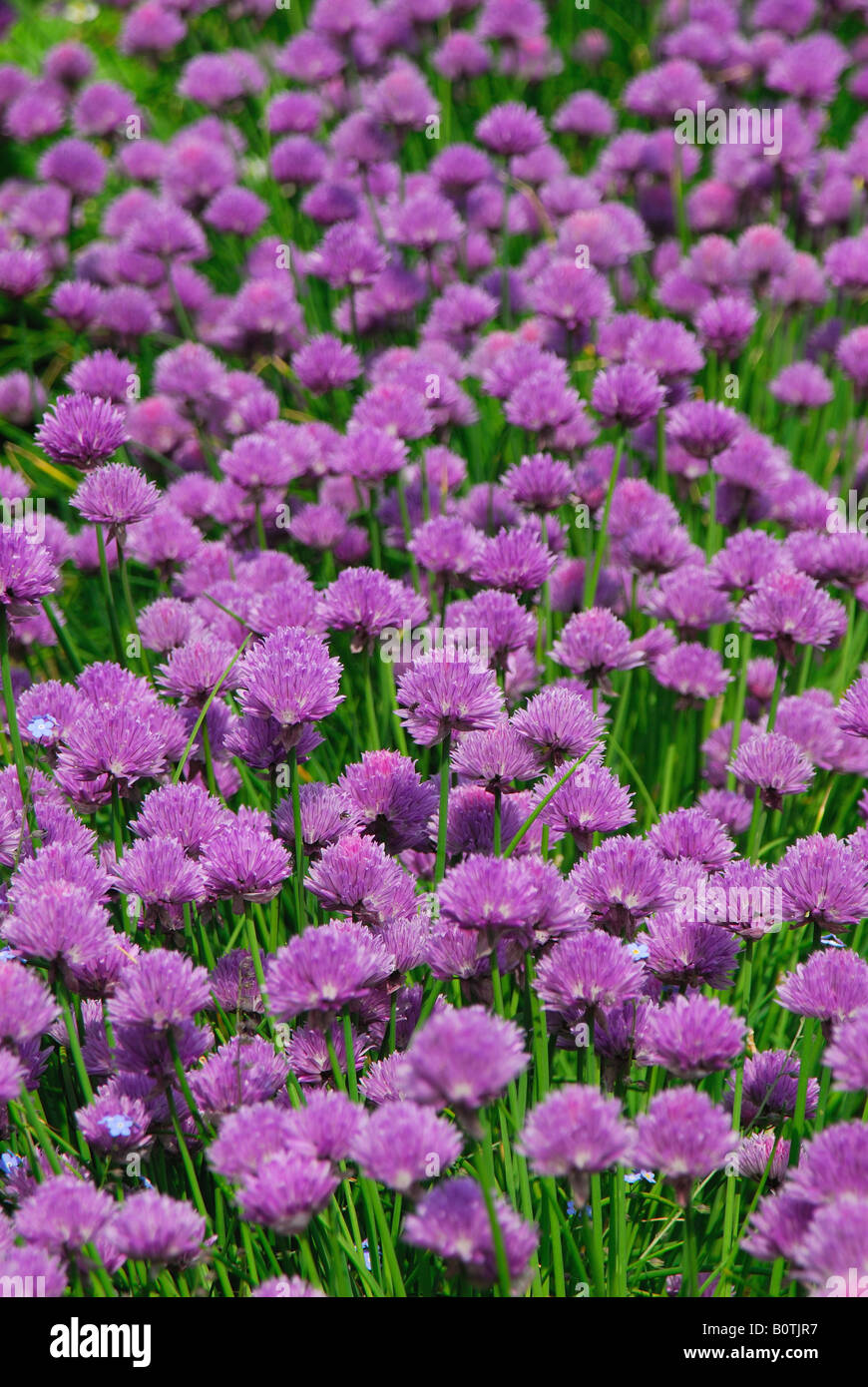 Schnittlauch (Allium Schoenoprasum) wächst in einem Garten. Stockfoto