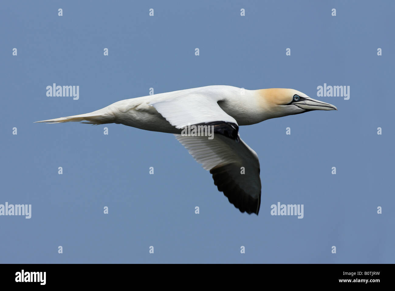 Northern Gannet Morus Bassanus im Flug Bempton Klippen RSPB reserve Yorkshire Stockfoto