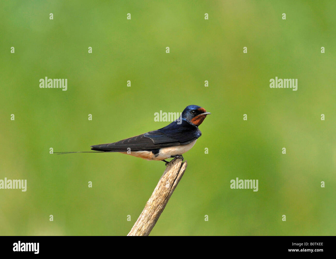 Schlucken. (Hirundo Rustica). Französisch: Hirondelle Rustique Deutsch: Rauchschwalbe Spanisch: Golondrina Común. Rauchschwalbe. Hirundines. Stockfoto