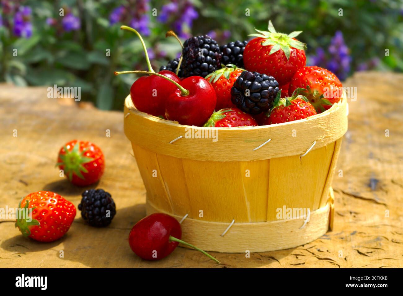 Sommerfrüchte - Bio frisch gepflückt, Kirschen, Brombeeren und Erdbeeren Stockfoto