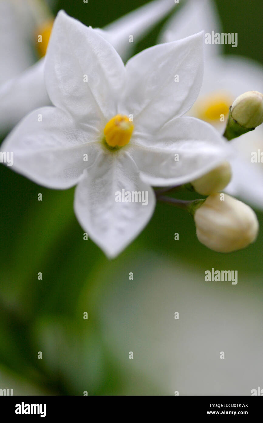 Kartoffel-Rebe (Solanum Jasminoides Album) Blumen, England, UK Stockfoto