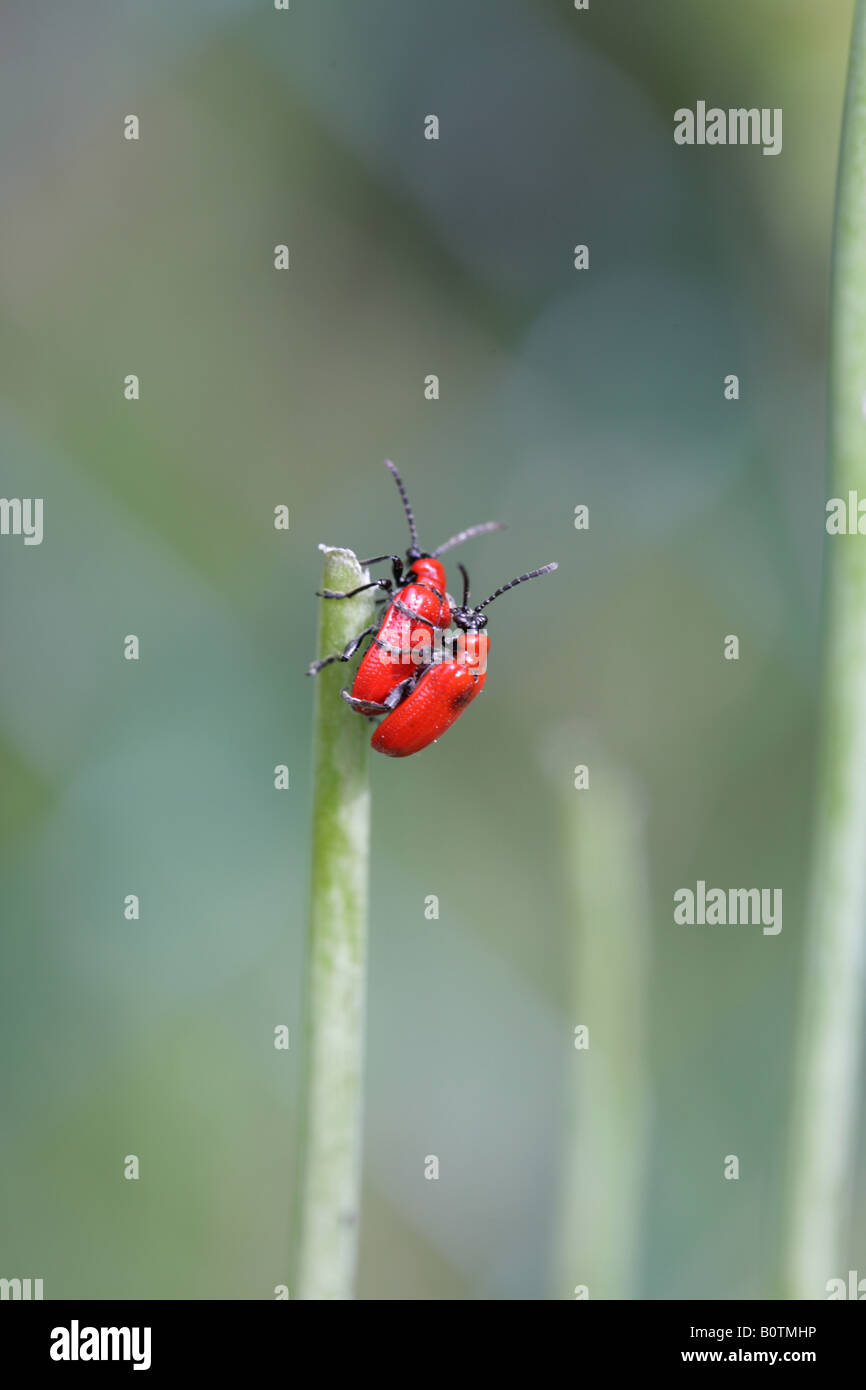 Roter Kardinal Käfer, Pyrochroa Coccinea, Pyrochroidae, eine Kletterpflanze Stengel in einen Garten Cheshire, England Stockfoto