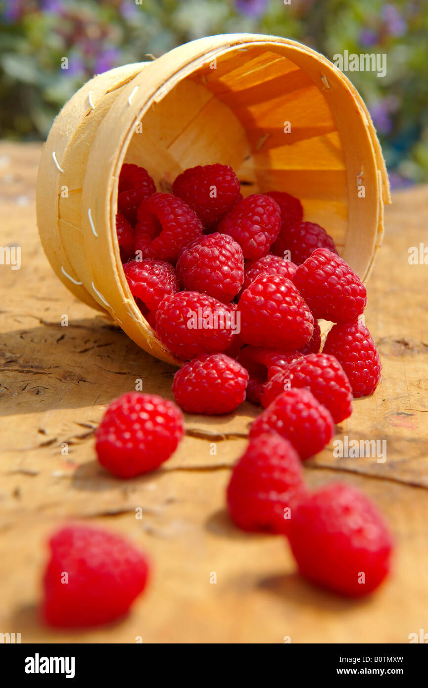 Frisch gepflückt Himbeeren Obst Körbe auf einen Garten Tisch im Garten Stockfoto