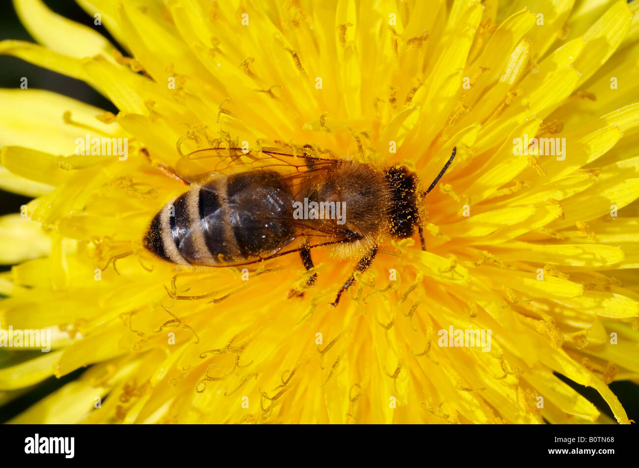 Honigbiene mit antheral Staub Stockfoto