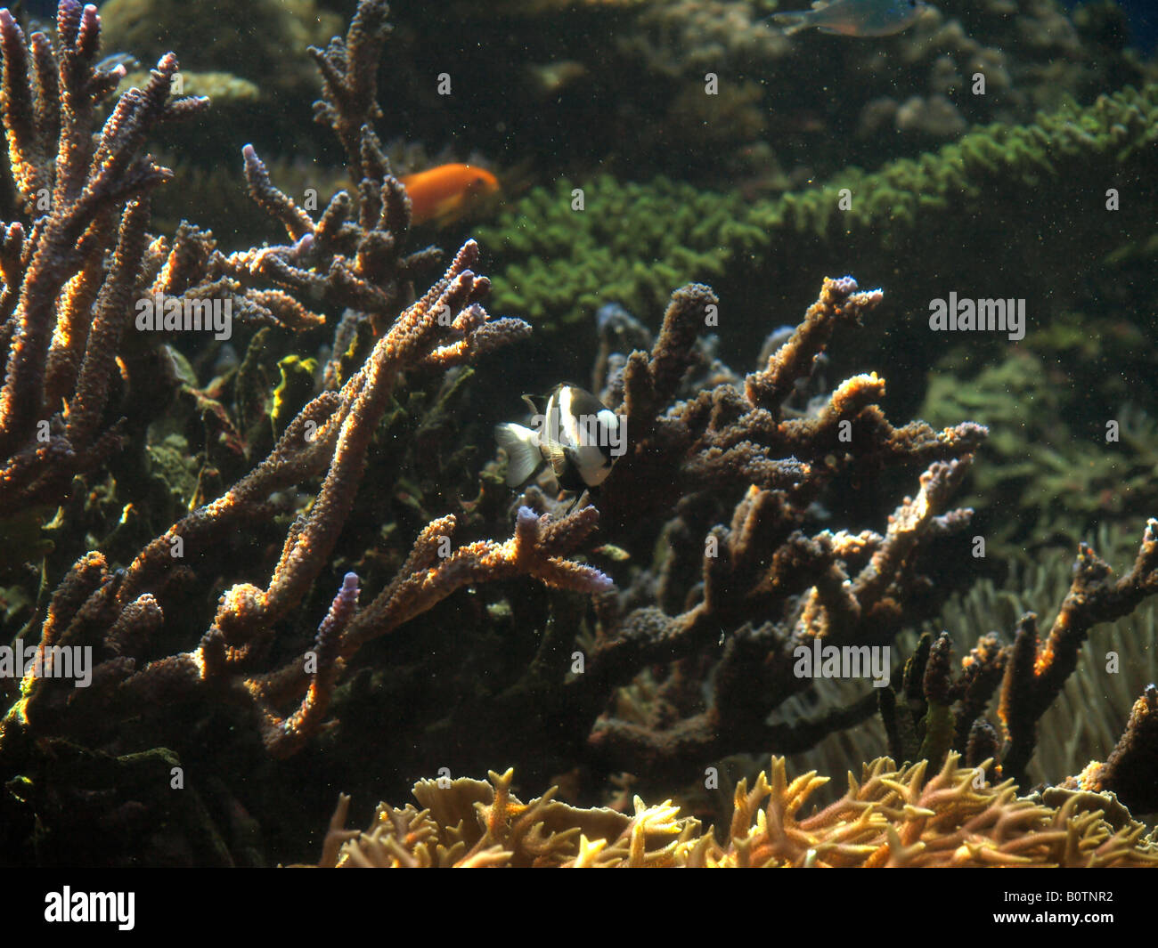 marine Unterwasserwelt Stockfoto