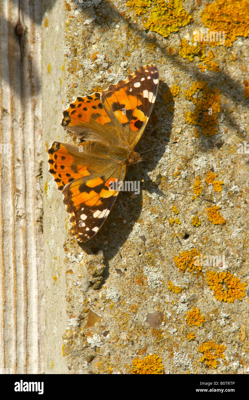 Distelfalter Schmetterling auf Flechten bedeckt Gartenzaun post Stockfoto