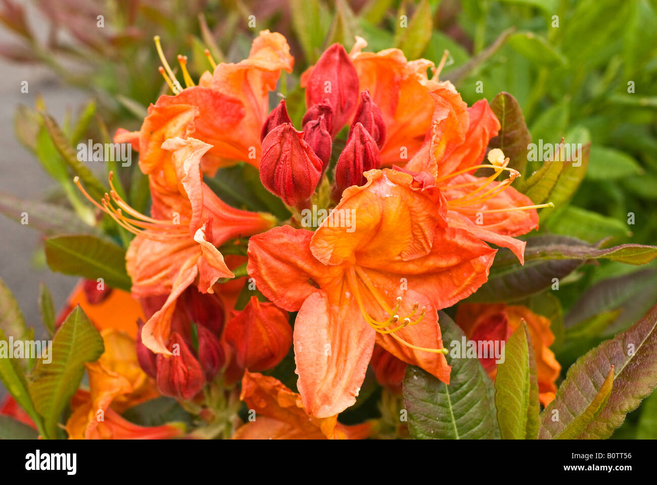 Azalee Glut im Mai Stockfoto Azalee Glut im Mai Stockfoto