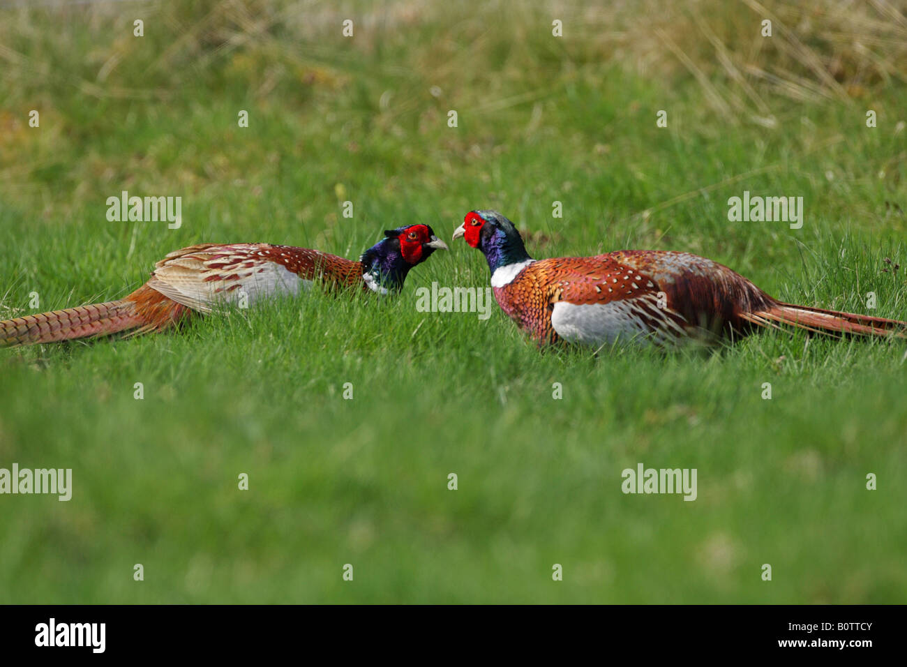 Fasan Phasianus Colchicus paar in einem Gestell aus vor dem Kampf Stockfoto