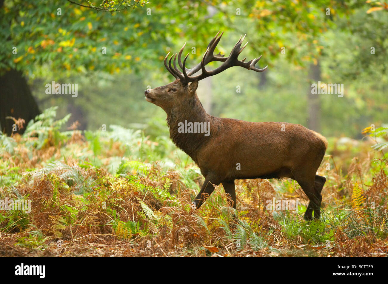 Rotwild, Hirsch, Cervus Elaphus, im Wald im Richmond Park, London Stockfoto