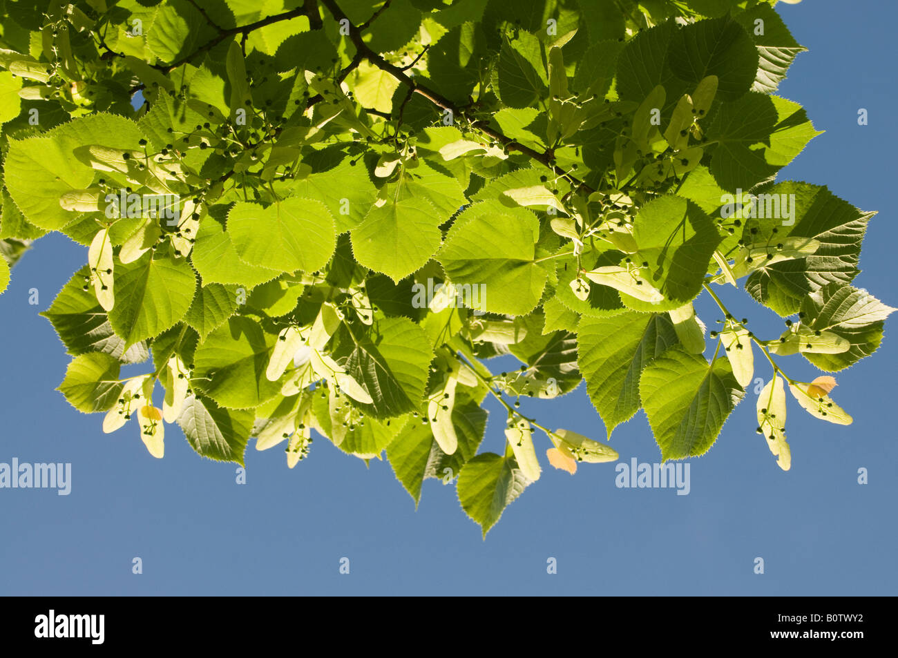 Unterseite der Linde Blätter und Samen - Tilia Vulgaris, Frankreich. Stockfoto