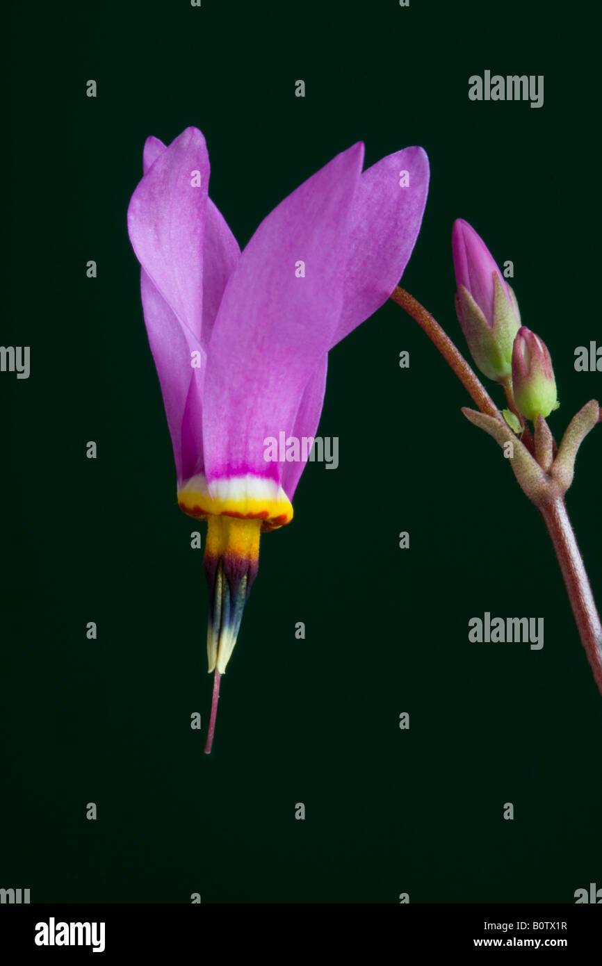 Studio Bild Dodecatheon rote Flügel Stockfoto