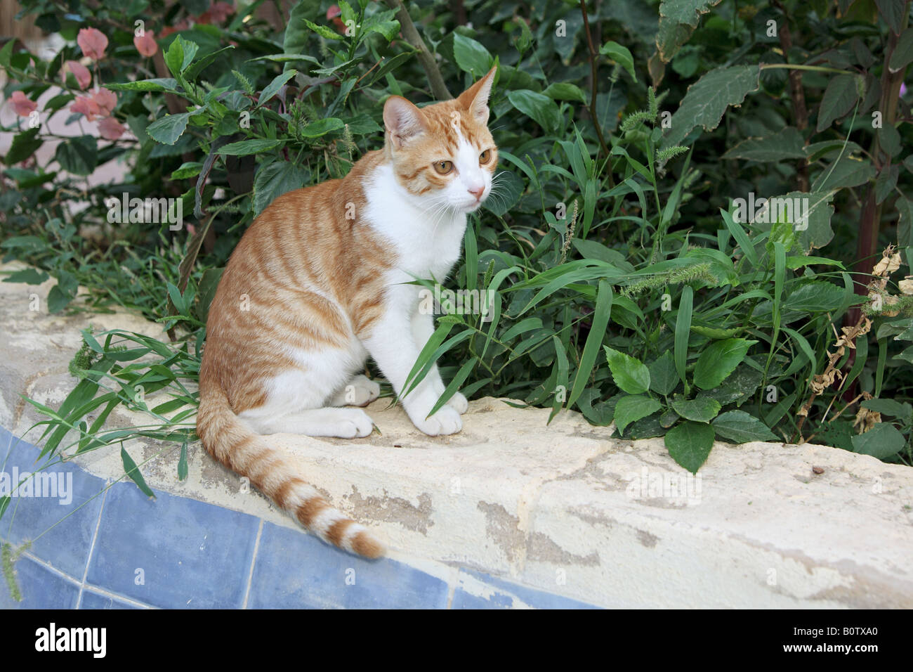 Hauskatze - sitzend an der Wand Stockfoto