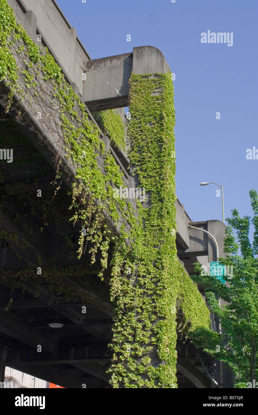 Ivy umfasst eine Stütze auf dem Weg von Alaska-Viadukt in der Innenstadt von Seattle, Washington. Stockfoto