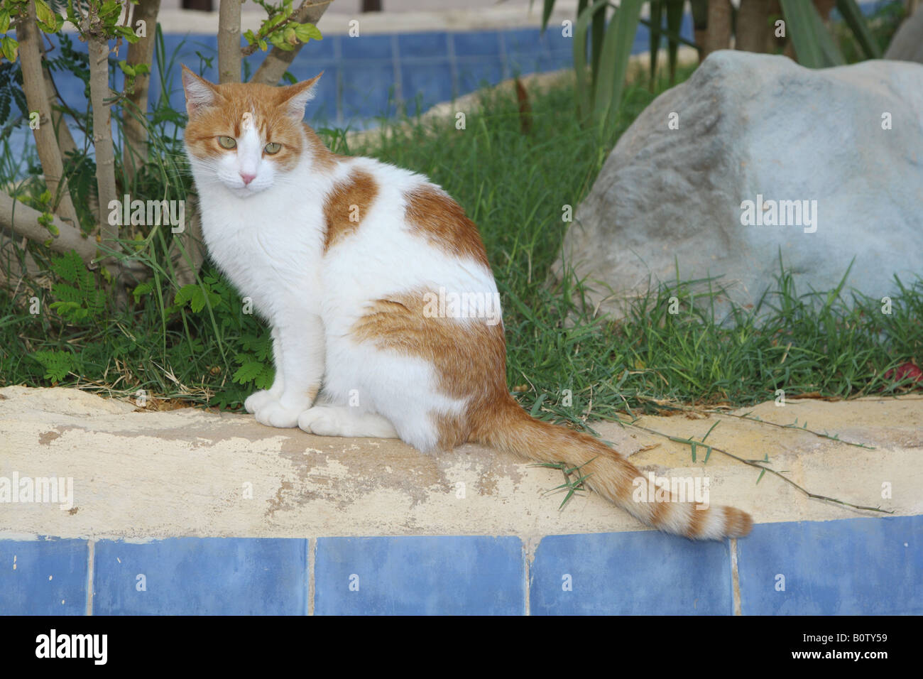 Katze, sitzend an der Wand Stockfoto