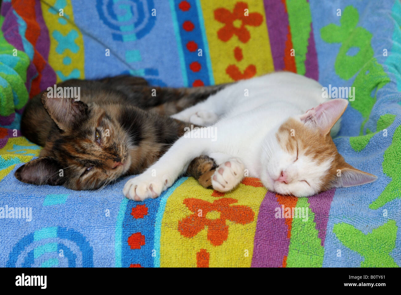 Zwei Hauskatzen - schlafen Stockfoto