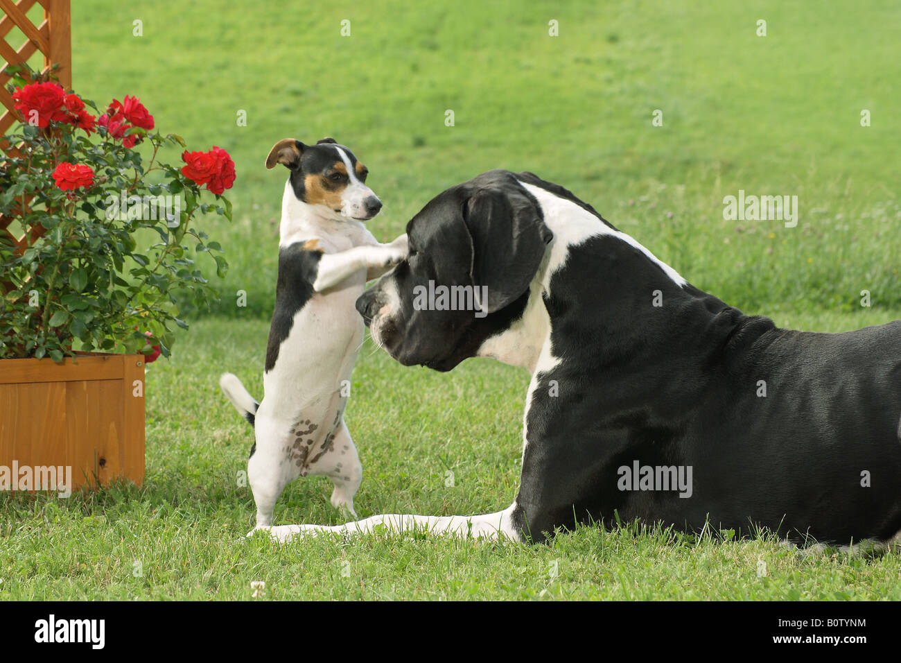 Great Dane und Jack Russell Terrier. Zwei Erwachsene Hunde spielen auf einem Rasen Stockfoto