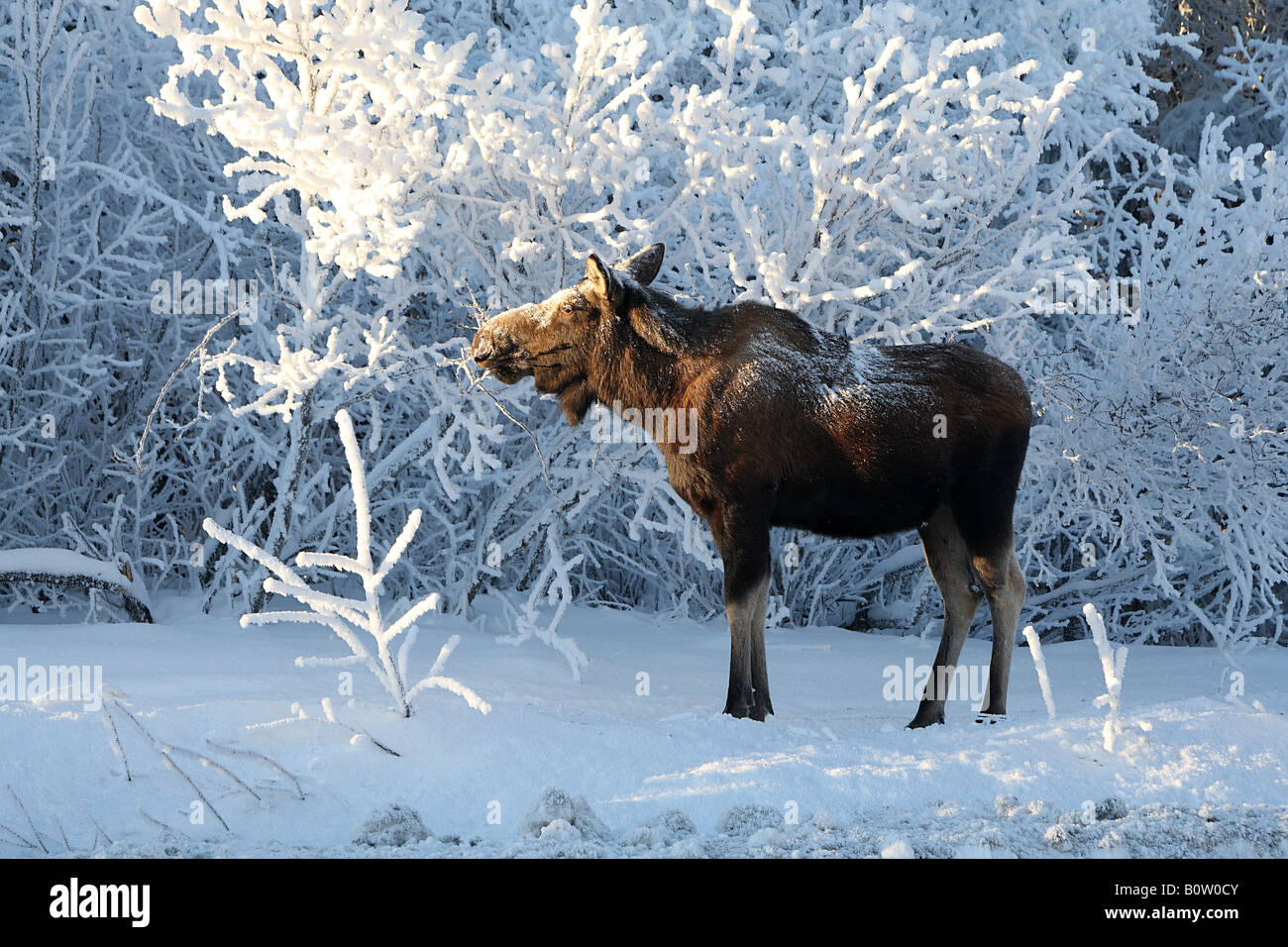 Elch - stehend im Schnee / Alces Alces Stockfoto