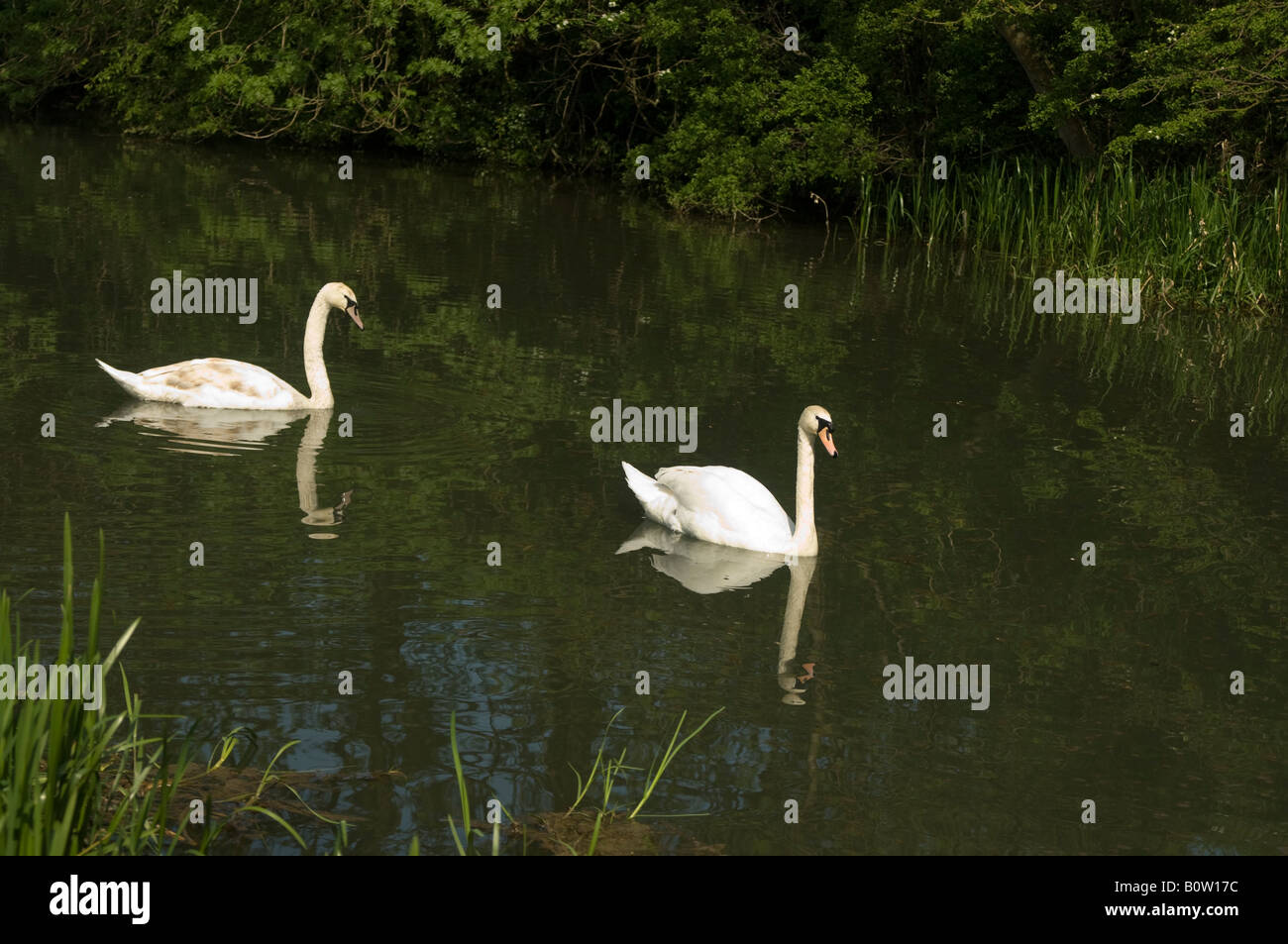 Zwei Höckerschwäne schwimmen auf dem Kanal Pocklington, East Yorkshire, UK Stockfoto