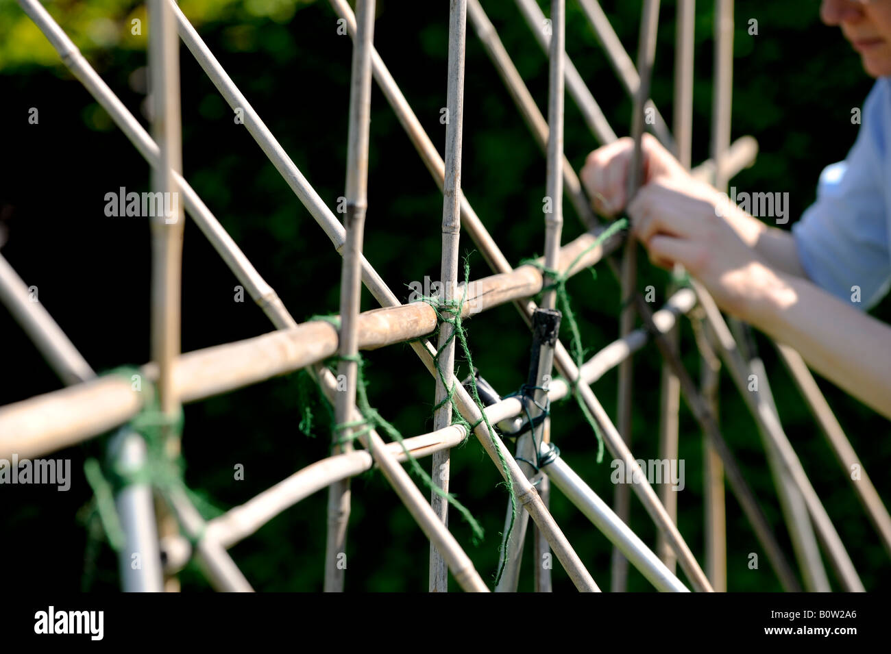 Rahmen für den Anbau von Stangenbohnen in einem Garten errichtet. Bild von Jim Holden. Stockfoto
