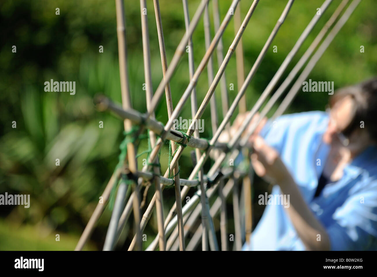 Rahmen für den Anbau von Stangenbohnen in einem Garten errichtet. Bild von Jim Holden. Stockfoto